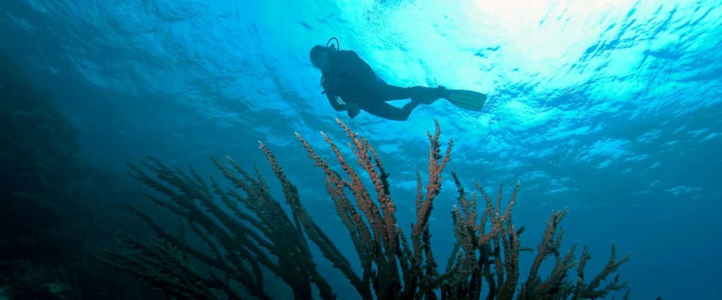 Malore sott’acqua, sub colpito da grave embolia gassosa: fuori pericolo grazie a trattamento iperbarico