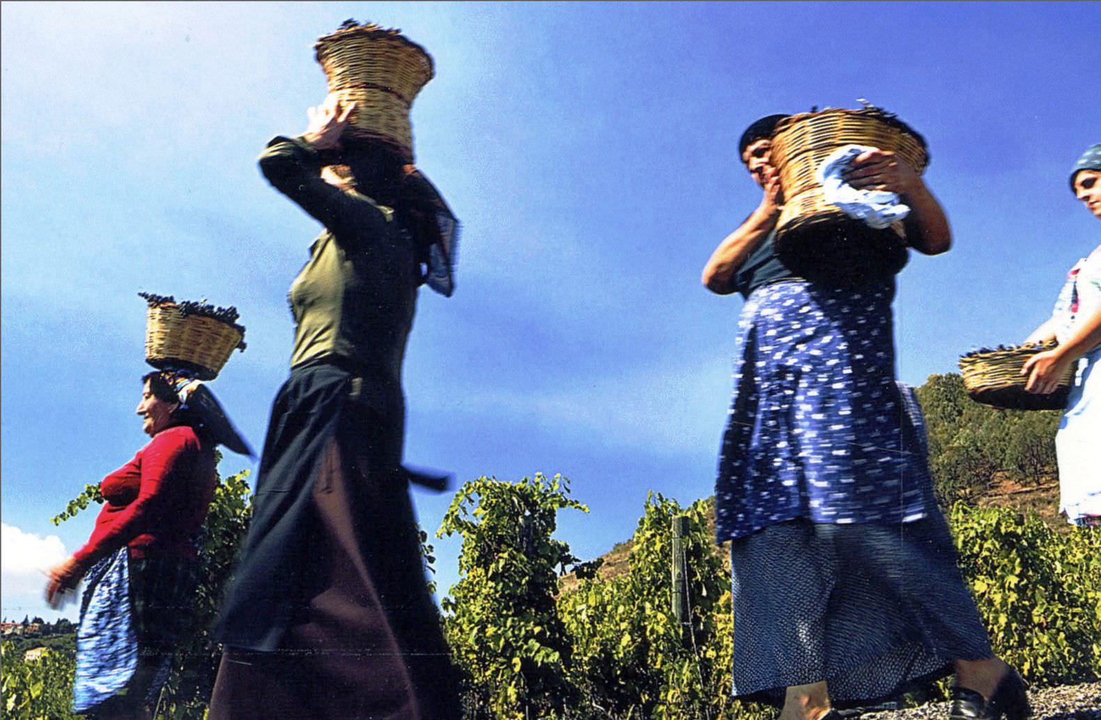 Terra dell’Etna, vendemmia e vino…d’annata !
