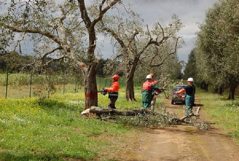 Agricoltore cade mentre raccoglie olive e muore