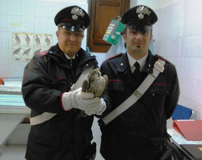 Baucina, carabinieri salvano Falco Pellegrino ferito