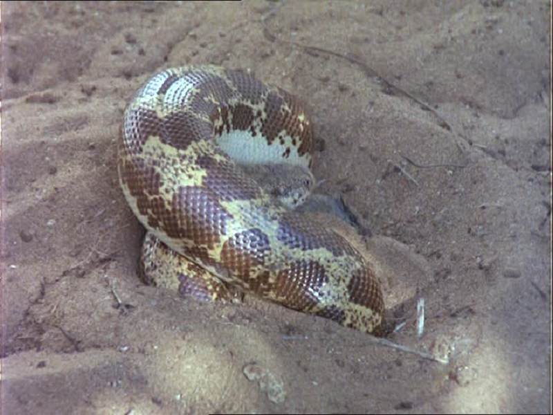 Avvistati i serpenti “proiettile” in Sicilia, vivono sottoterra e sono innocui per l’uomo