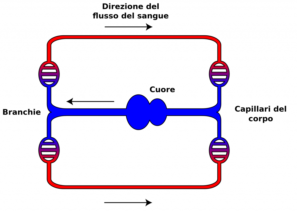 Modello di assistenza alle malattie cardiovascolari croniche