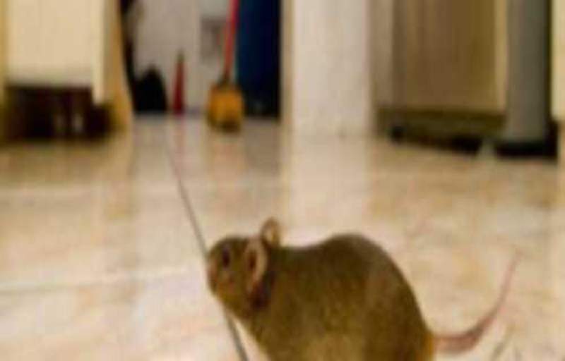 Invasione di topi all’assessorato alla Pubblica Istruzione: dipendenti costretti a stare in strada