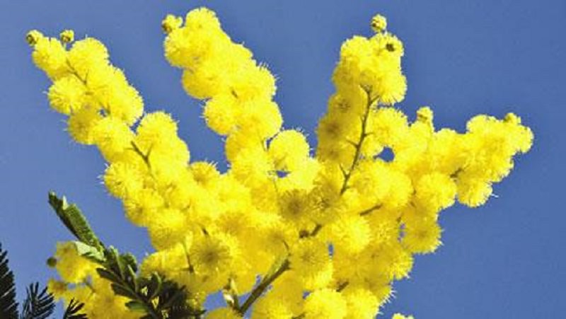 Festa della Donna, la Finanza sequestra centinaia di mimose: devolute in beneficenza al Policlinico