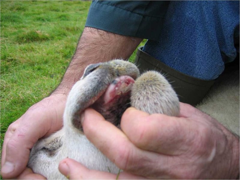 Virus Bluetongue in Sicilia, l’istituto Zooprofilattico: “Già casi a Catania, Enna, Messina e Siracusa”