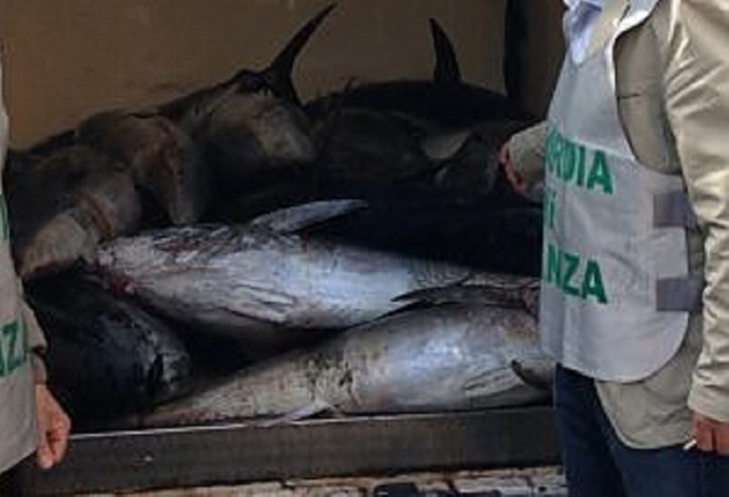Inseguimento in mare a Palermo: peschereccio scappa con 13 chili di tonno rosso