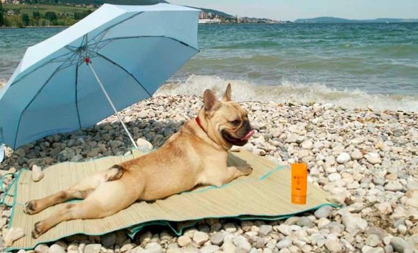 Lipari e Vulcano: vietato l’ingresso dei cani in spiaggia