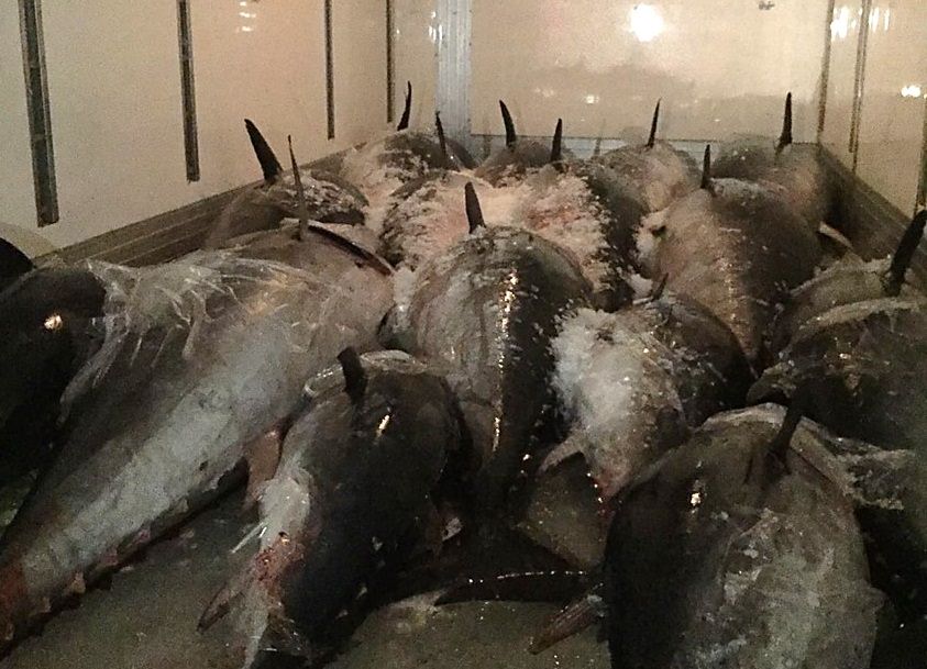 Pesca illecita: sanzioni e sequestro di quasi 3 tonnellate di tonno rosso. VIDEO