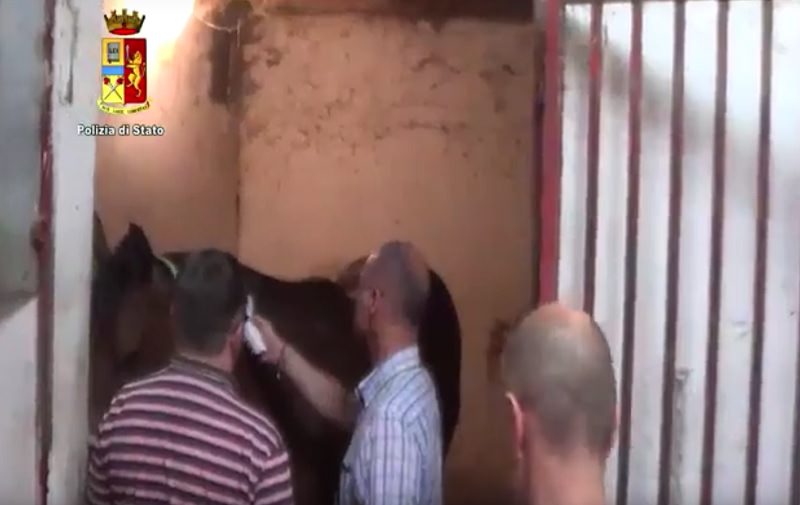 Tenevano i cavalli in pessime condizioni igieniche e li maltrattavano: sequestri e sanzioni a San Cristoforo