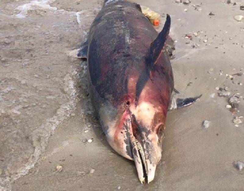 Delfino morto in spiaggia a Villagrazia di Carini: si indaga su possibili responsabili