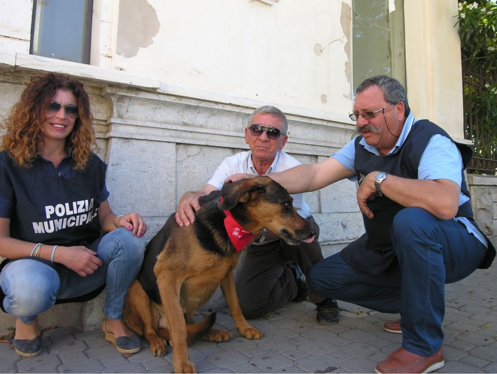 A Trapani un collare per identificare i cani di quartiere