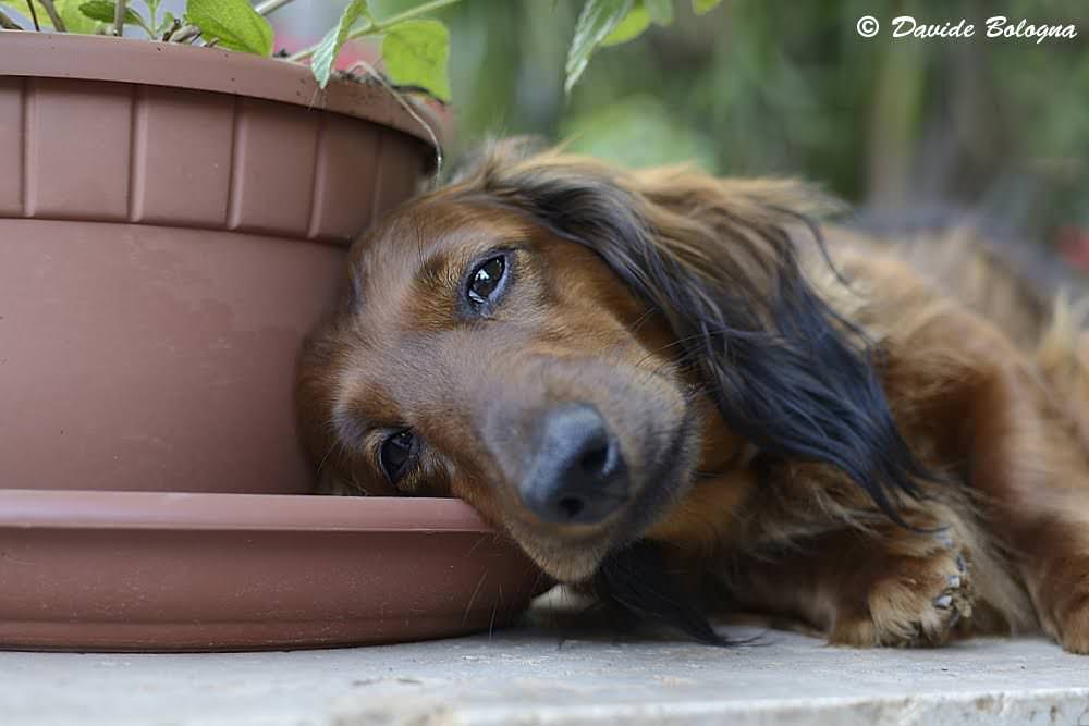 Raccolta fondi per sezione palermitana della Lega Nazionale Difesa del Cane