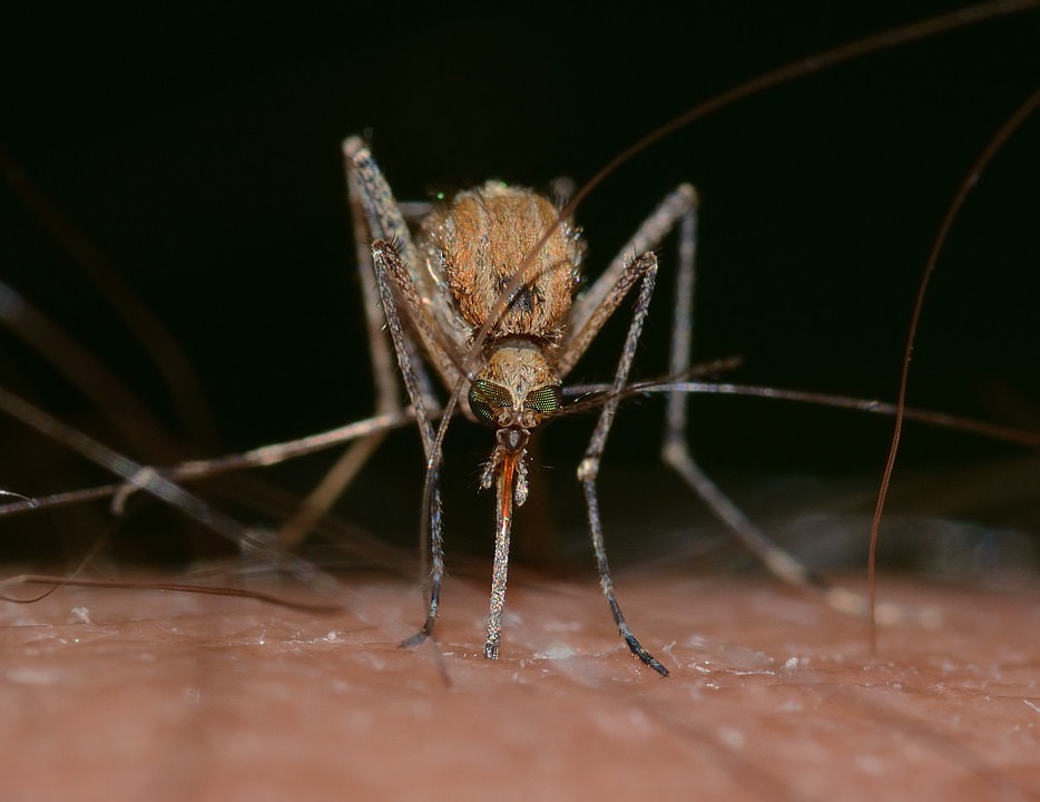 Allarme dall’Ue: in arrivo la zanzara che porta il virus Zika e la Febbre Gialla