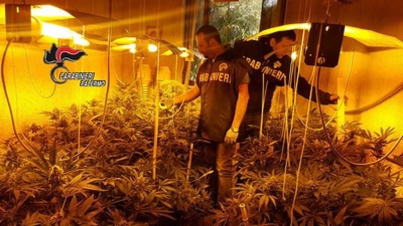 Padre e figlio coltivavano marijuana in casa. Sequestrate 500 piante Padre e figlio coltivavano marijuana in casa. Sequestrate 500 piante