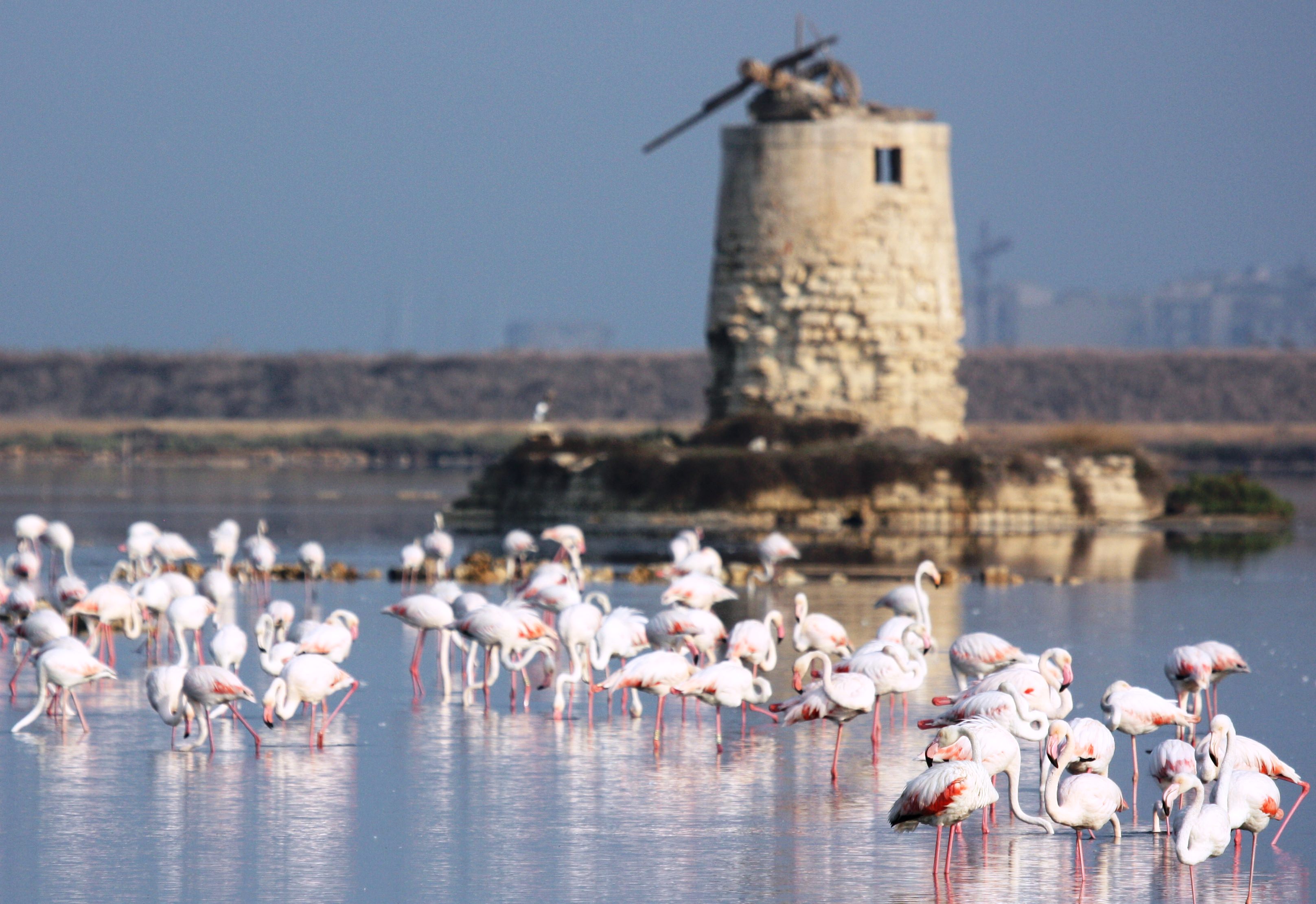 I 50 anni del WWF a Trapani: visite guidate e birdwatching