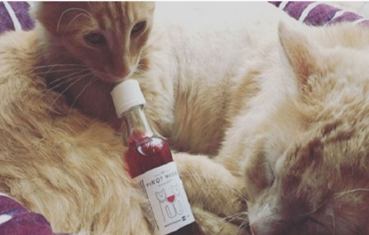 Strano ma vero: arriva il vino per gatti