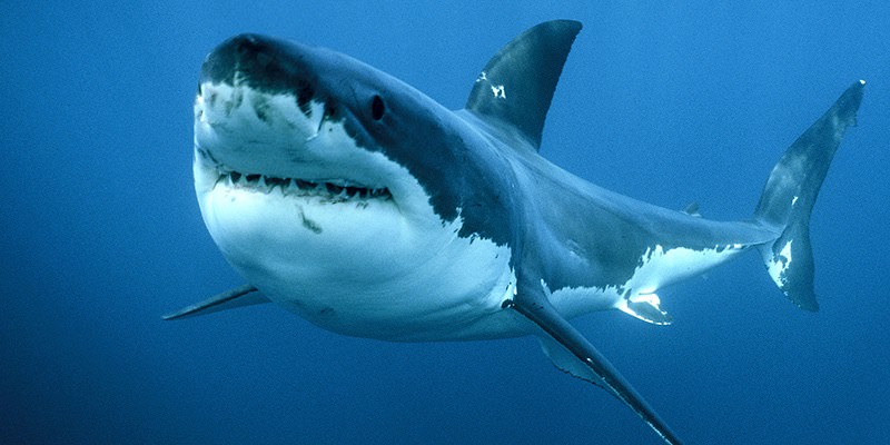 Siracusa: possibile presenza di uno squalo in contrada Cuba