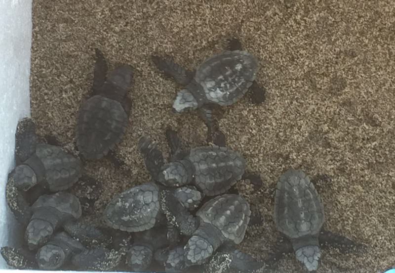 Miracolo catanese. Nate 15 caretta caretta, 80 uova al sicuro. IL VIDEO
