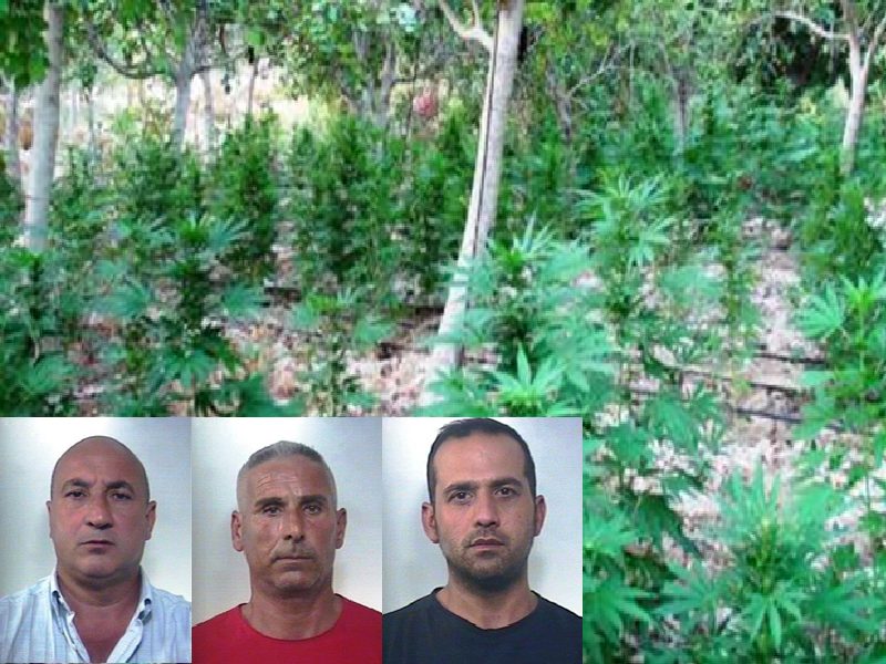 Maxi-sequestro di canapa indiana a Licodia: arrestati i quattro coltivatori Maxi-sequestro di canapa indiana a Licodia: arrestati i quattro coltivatori
