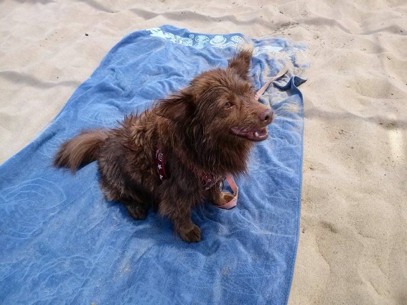 Dog Beach a Catania, anche gli amici a quattro zampe possono fare il bagno