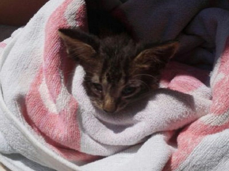 Palermo, gattini intrappolati nell’amianto. Duro l’appello a Orlando: “Si vergogni, li denunciamo”