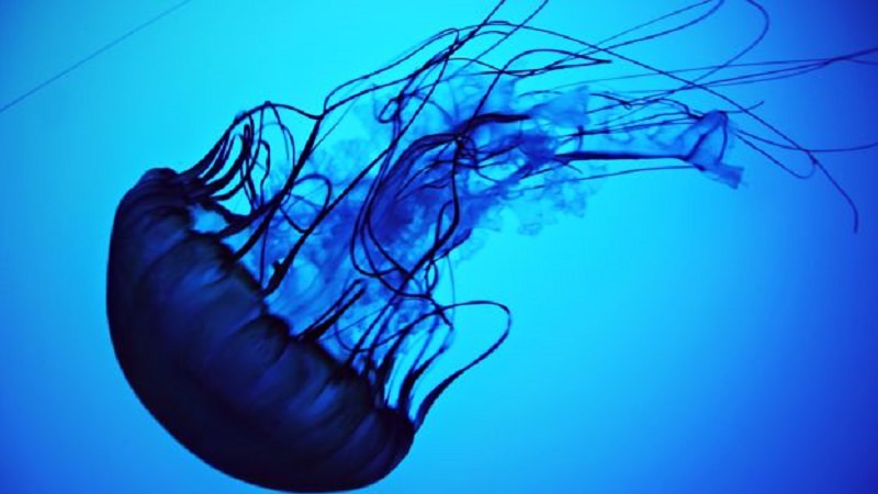 Troppe meduse e nuove specie marine nel Mediterraneo: cosa accade nel nostro mare?