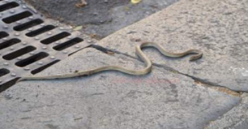 Città invasa dai serpenti, residenti esasperati