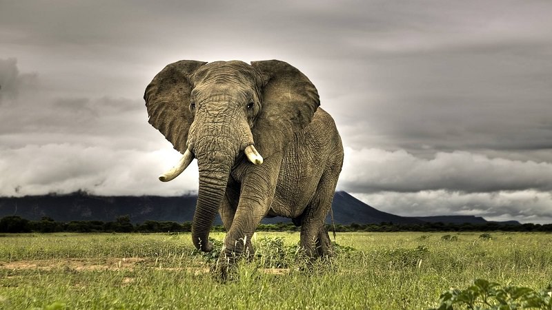 Safari termina in tragedia: turista italiano attaccato da un elefante