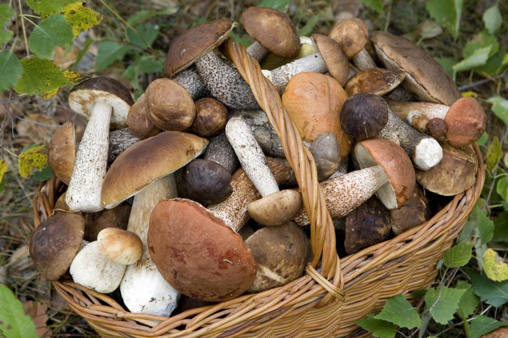 Riapre dal 15 settembre l’Ispettorato micologico dell’Asp di Catania