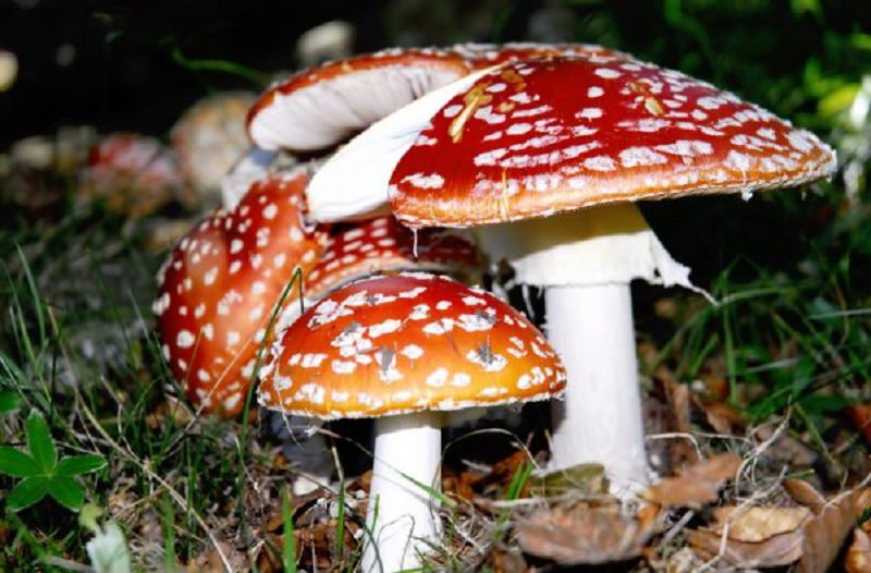 Al via la stagione dei funghi: già due avvelenamenti