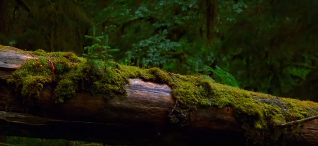 La magia della Natura…che l’uomo sta distruggendo