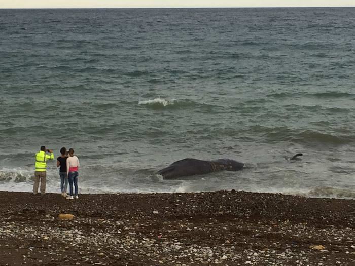 Il mare restituisce la carcassa di una balena uccisa da un’imbarcazione