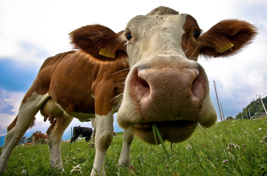 Incornata da una mucca mentre raccoglie olive, grave una donna