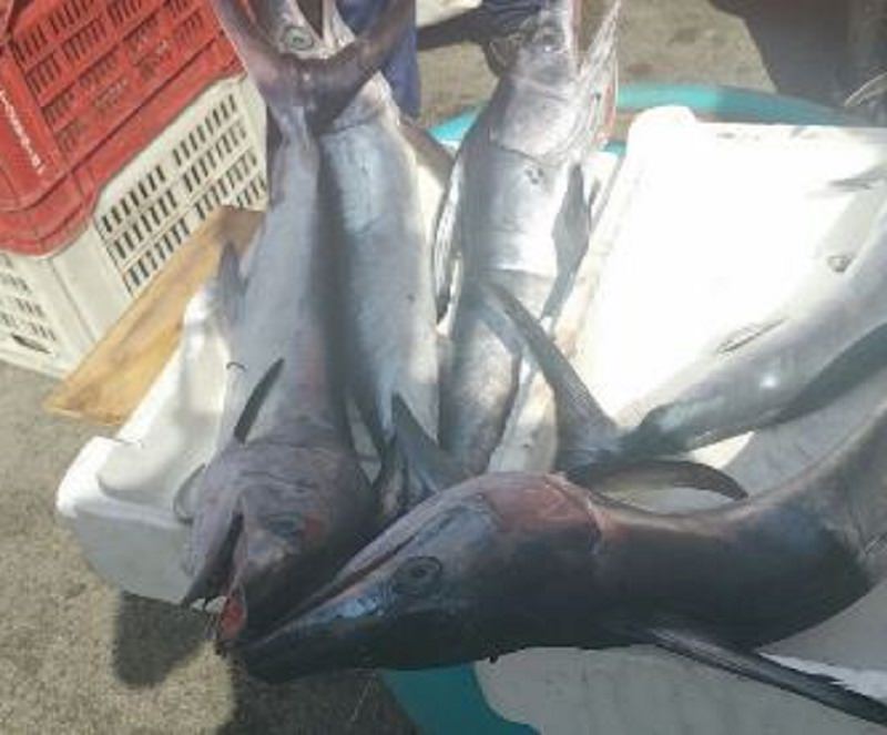 Nesima: pesce spada fuori misura e senza tracciabilità Nesima: pesce spada fuori misura e senza tracciabilità