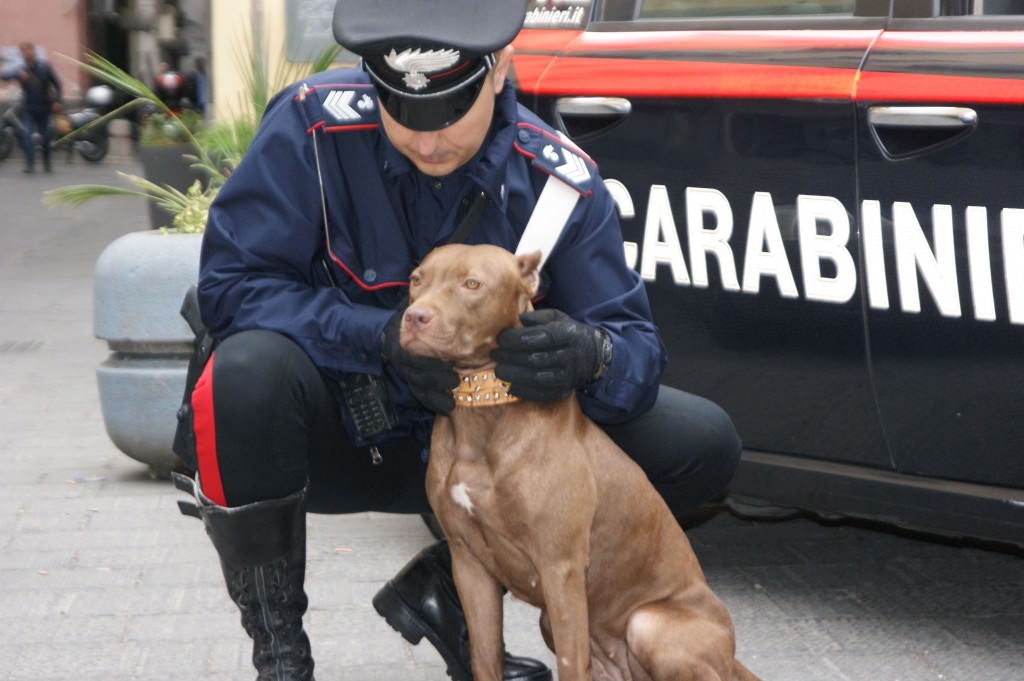 Violenze sugli animali: una taglia a Caltanissetta e un denunciato a Vittoria