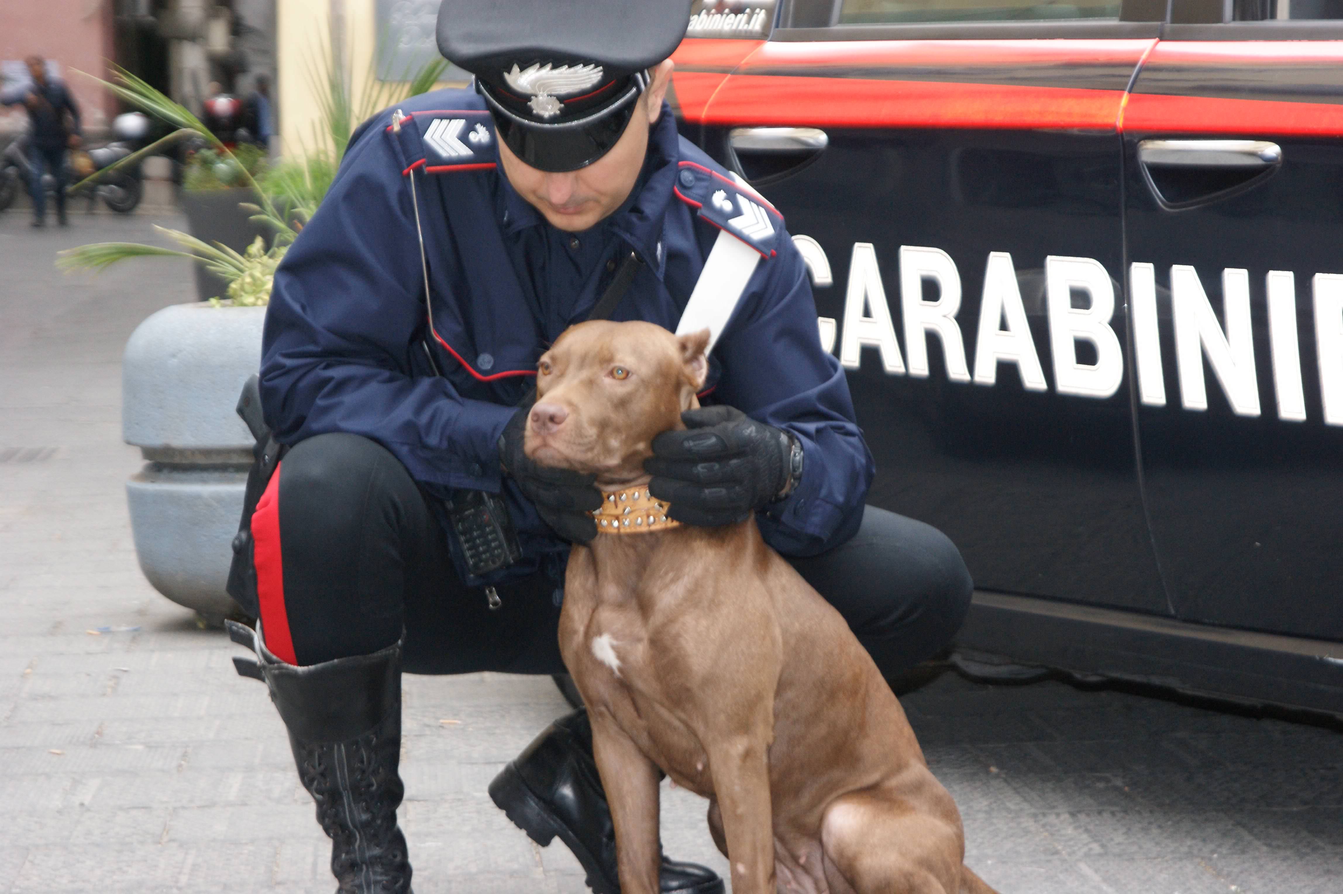 Violenze sugli animali: una taglia a Caltanissetta e un denunciato a Vittoria