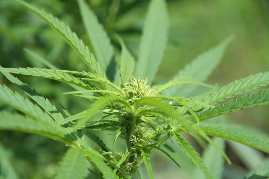 Panettiere catanese con il pollice verde: piante di cannabis in balcone e marijuana in un barattolo