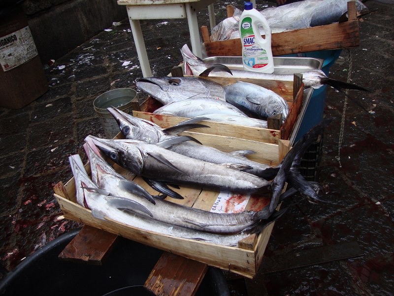 Catania: sequestrato pesce spada al di sotto della taglia consentita