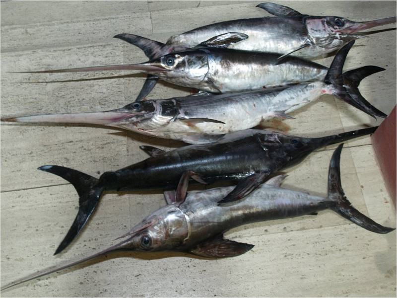 Sequestrano 450 chili di pesce non a norma e lo donano quasi tutto: multe per 15 mila euro