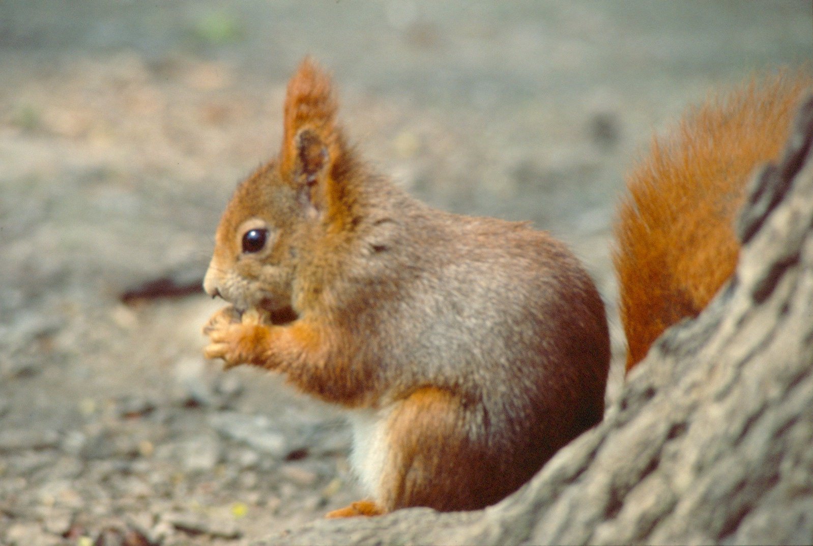 Regno Unito, scatta l’allarme lebbra: colpa degli scoiattoli infetti