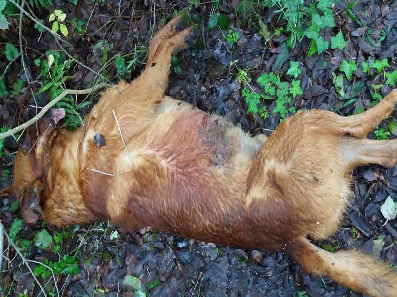 Cani avvelenati e uccisi: la strage degli innocenti non ha fine in Sicilia
