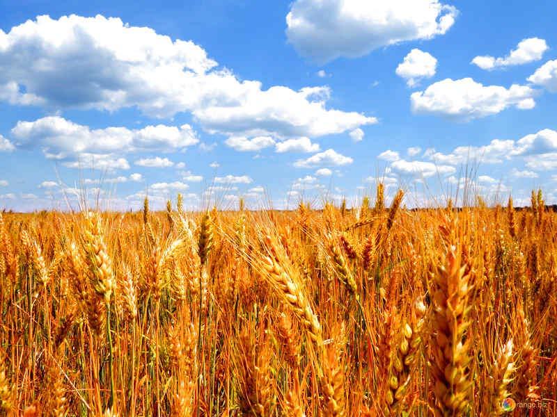 Agricoltura, in Sicilia arrivano 120 milioni dal Programma di Sviluppo Rurale. Scilla: “Misura attesa”