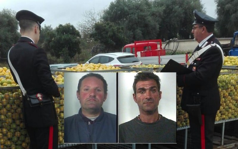 Siracusa, rubavano due tonnellate di limoni: tre arresti