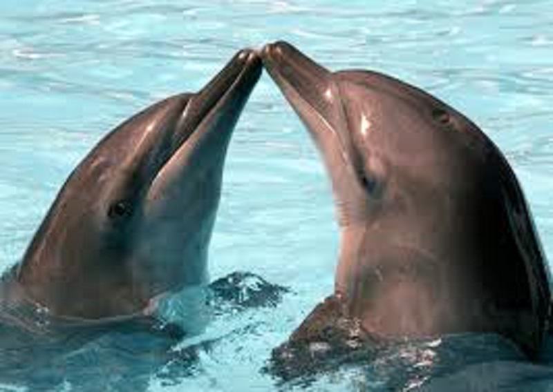 Delfini “guardiani” del mare di Siracusa