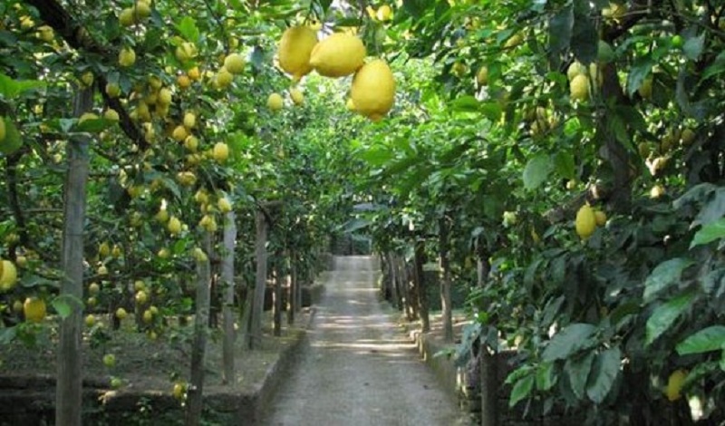 “100 tonnellate di agrumi rubati ogni giorno”, Coldiretti Catania chiede aiuto alla Prefettura “100 tonnellate di agrumi rubati ogni giorno”, Coldiretti Catania chiede aiuto alla Prefettura