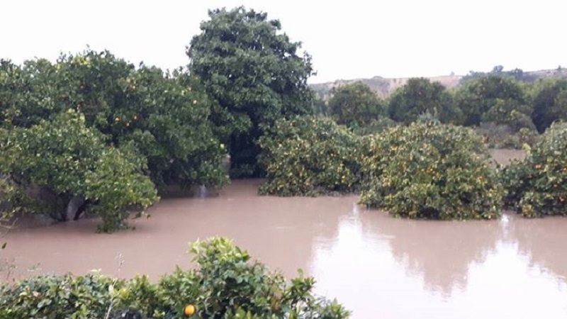 Confagricoltura Catania invoca lo stato di calamità Confagricoltura Catania invoca lo stato di calamità