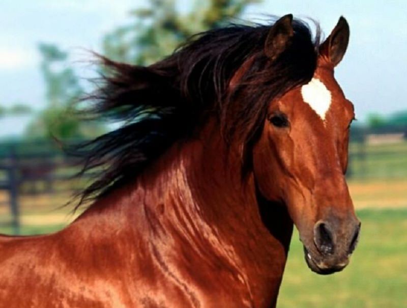 Lotteria di Acate, cavallo come premio: associazioni per la difesa degli animali presentano denuncia