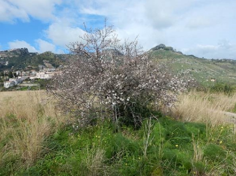 Taormina, il Cutgana sulla elisuperficie in località Piano Porto