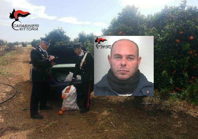 Sorpreso con 200 kg di arance appena rubate, arrestato 40enne Sorpreso con 200 kg di arance appena rubate, arrestato 40enne