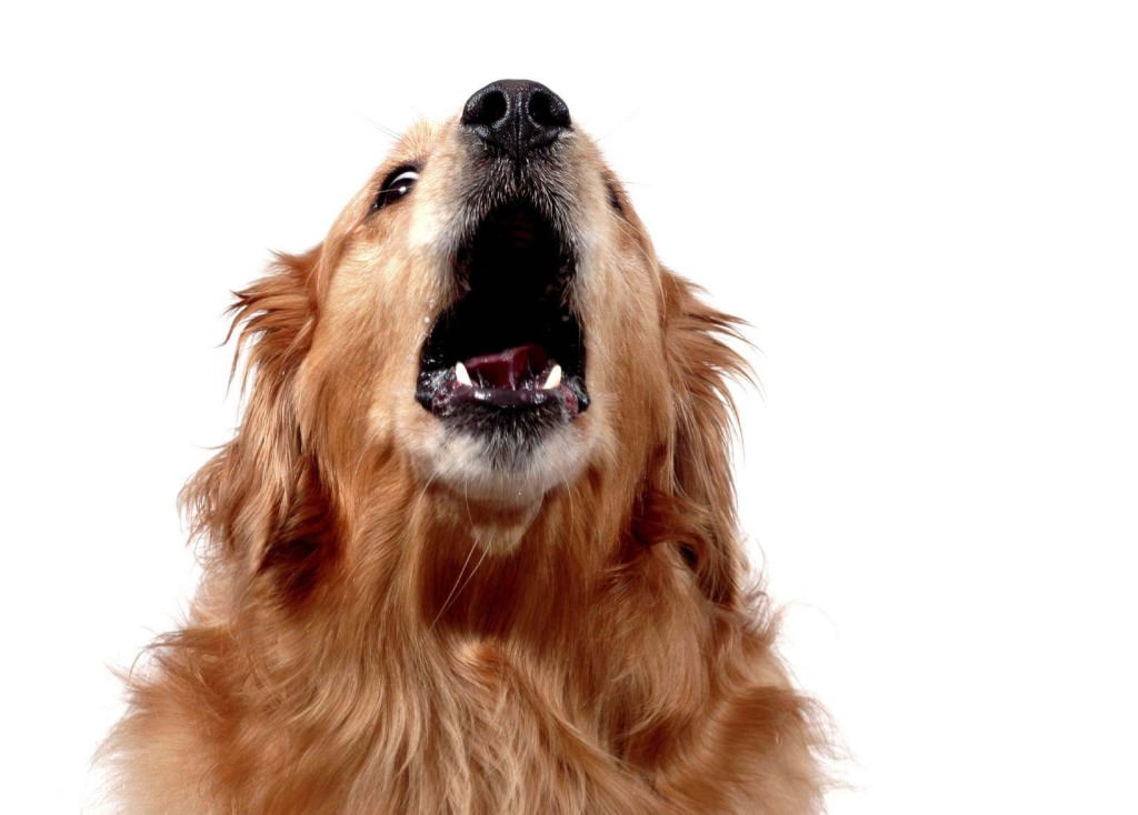 Cani anti-diabete “salvavita”, i migliori amici del malato di tipo 1